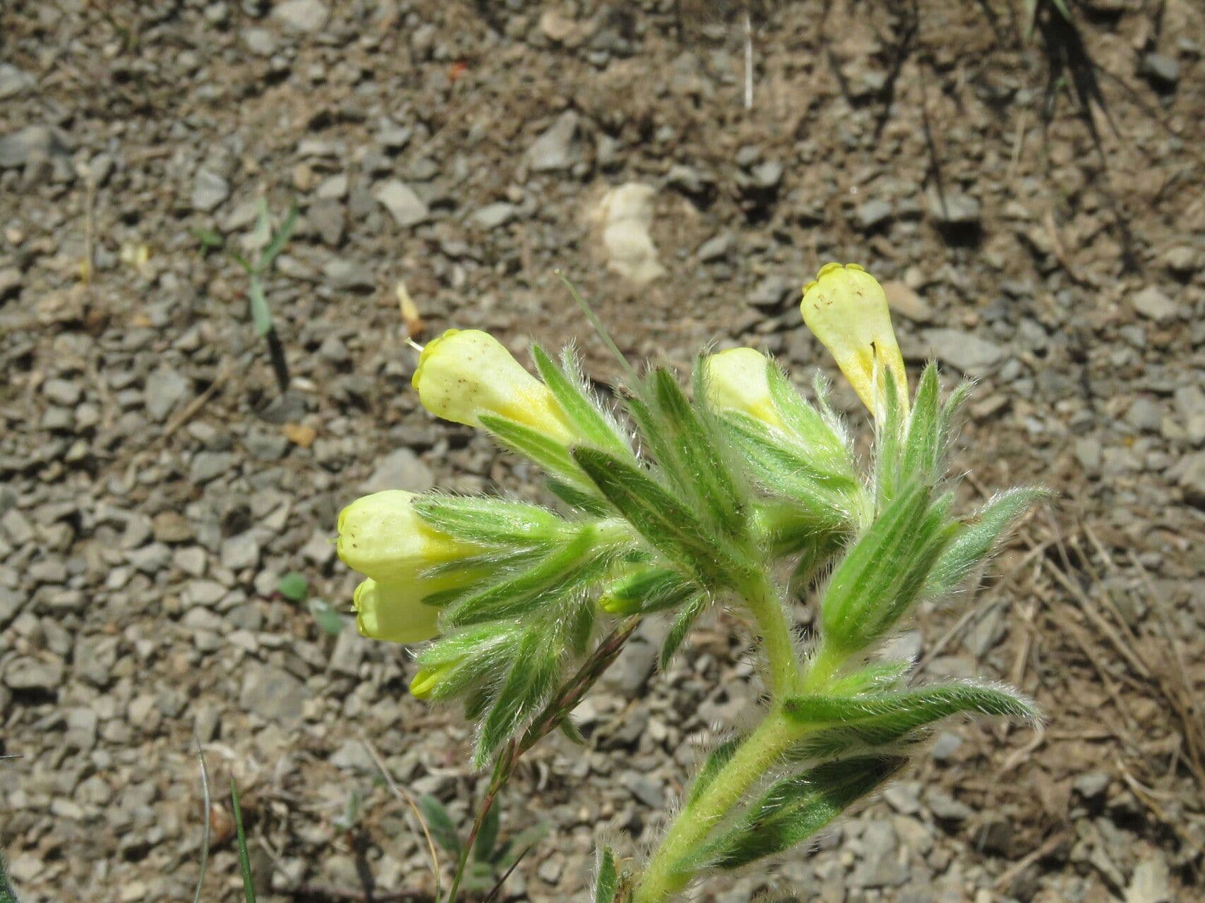 Onosma 9