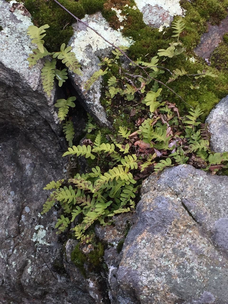 Polypodium virginianum 7