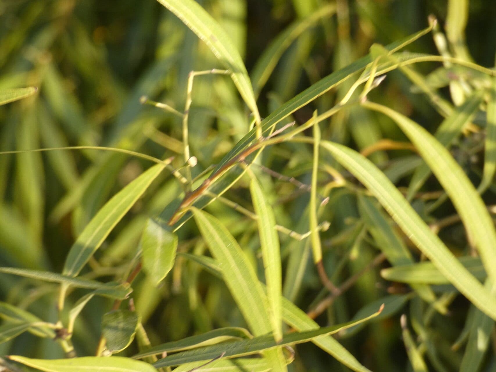 Nectandra angustifolia 5