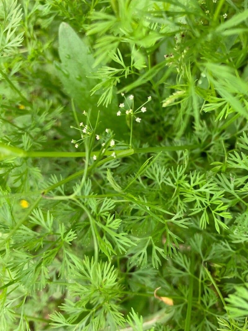 Ciclosperma 3