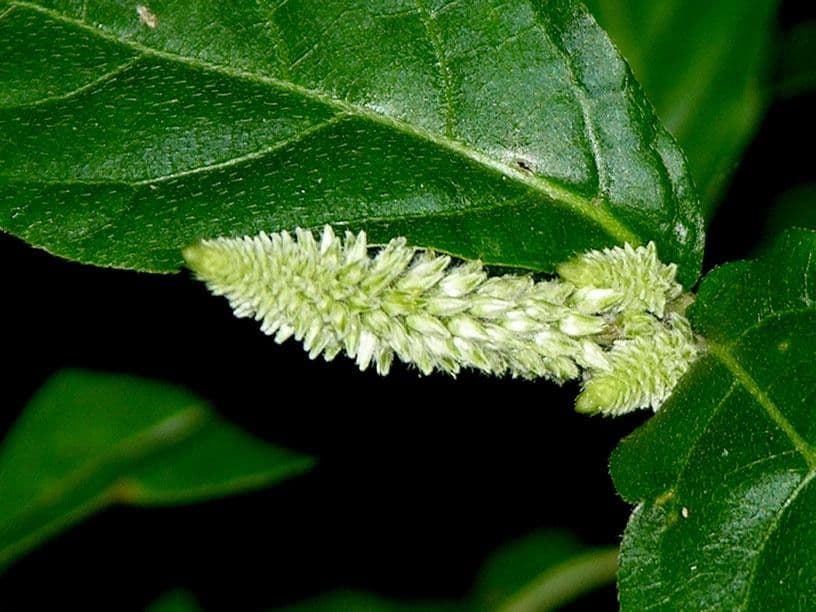 Cyathula 4