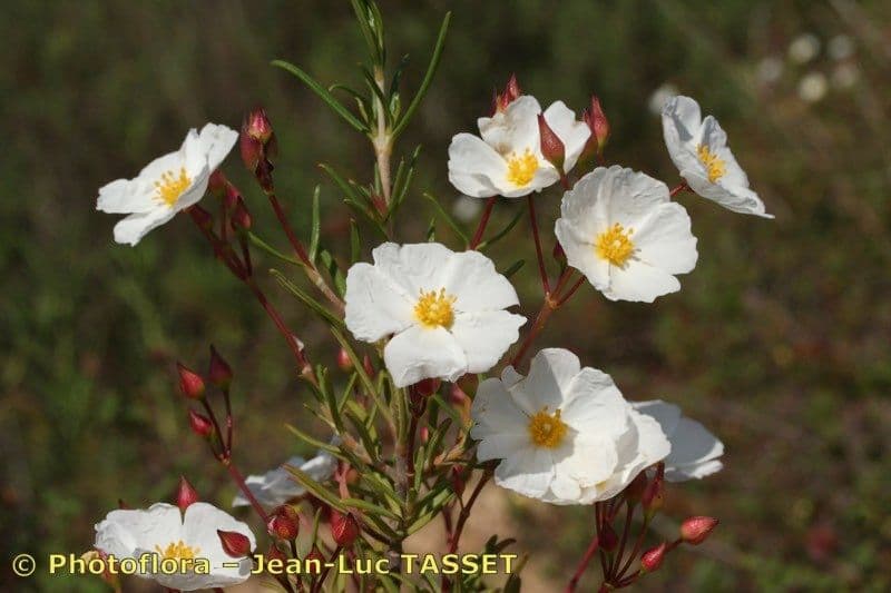 Cistus 2
