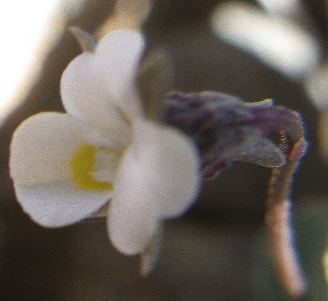 Viola 4