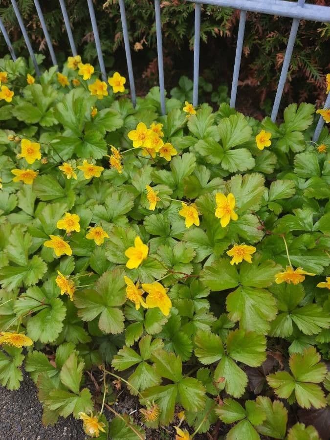 Waldsteinia ternata 3