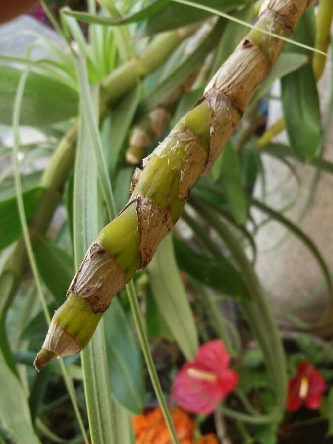 Dendrobium victoriae-reginae 19