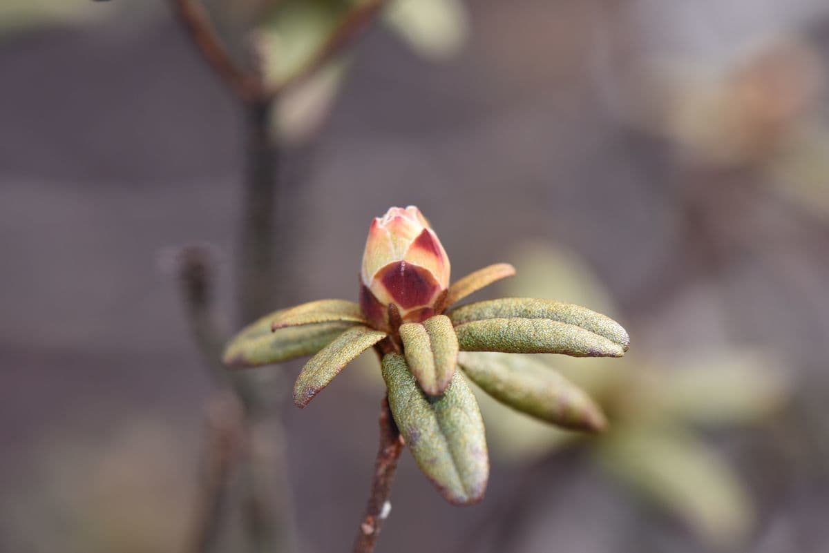Rododendro rupicolo 3
