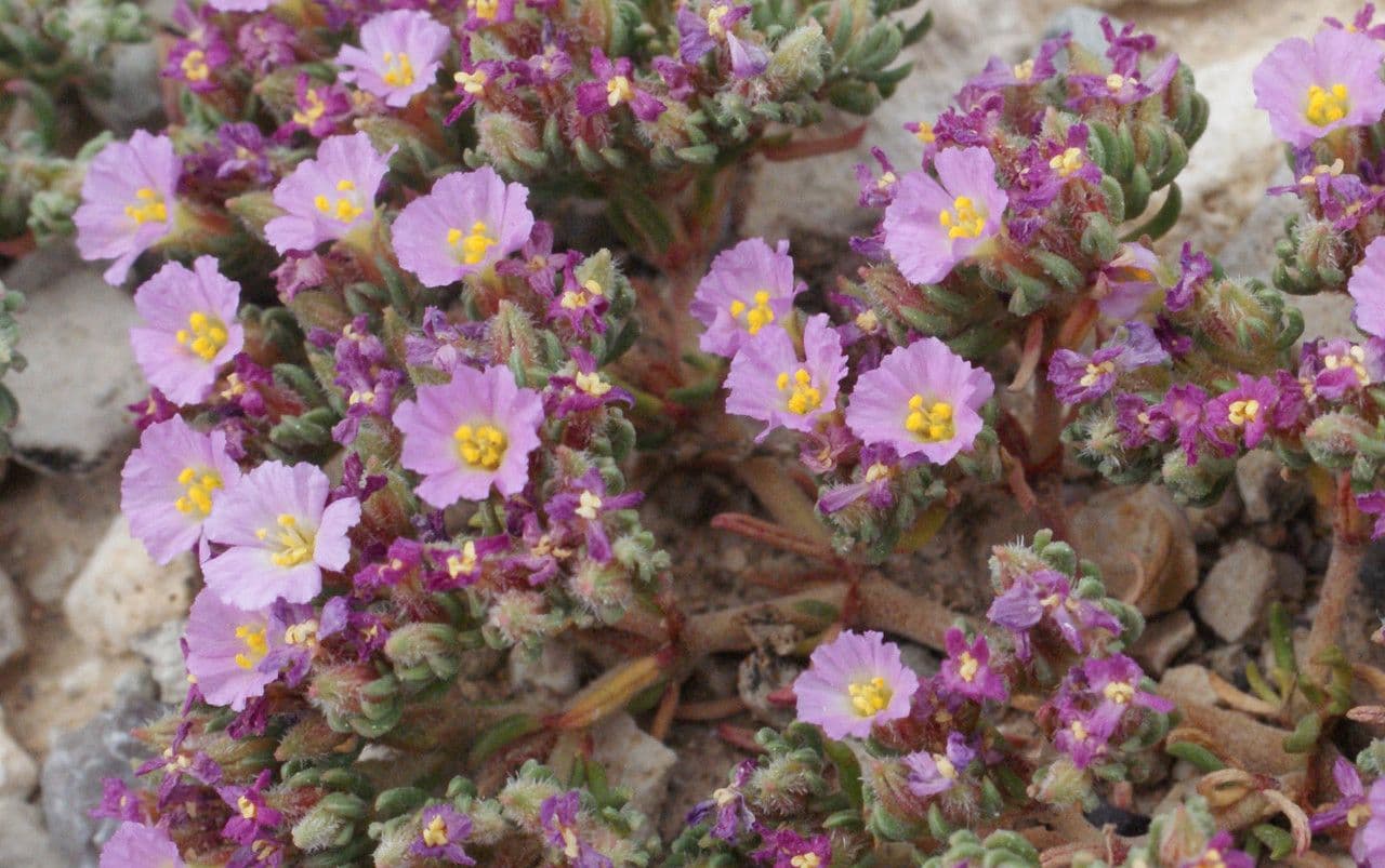 Frankenia irsuta