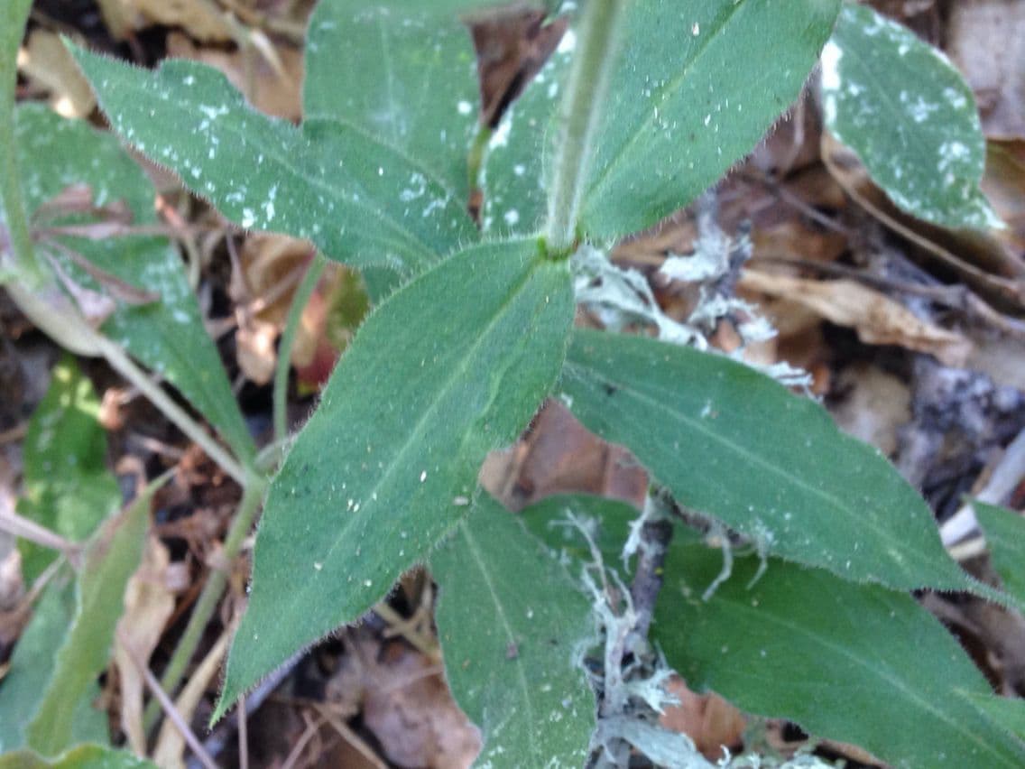 Silene laciniata 11