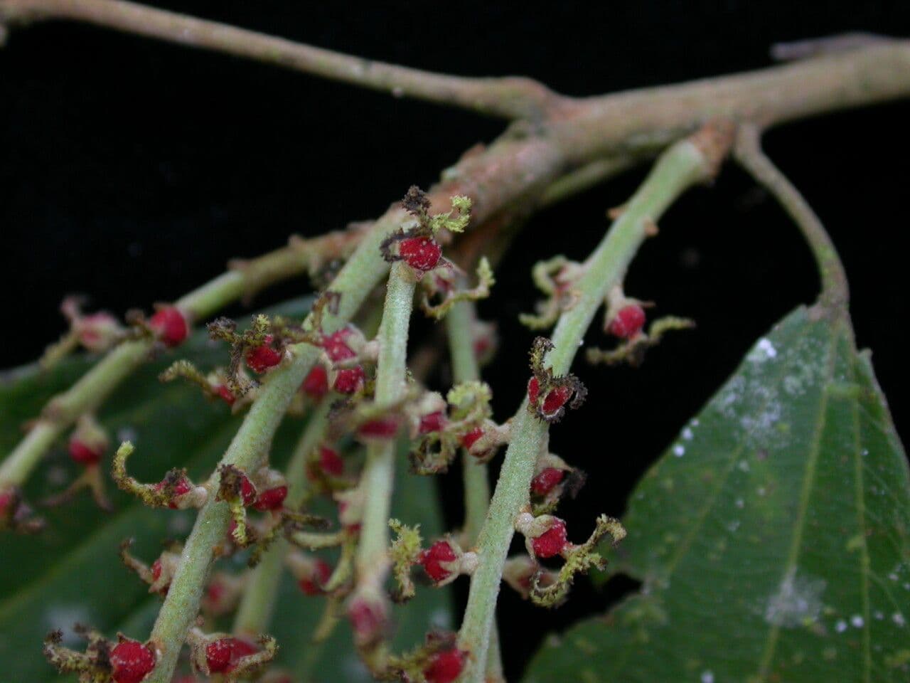 Mallotus philippensis 10