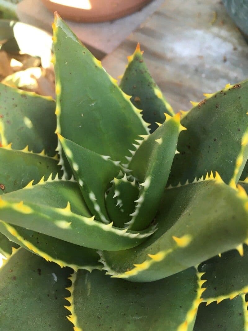 Aloe 4