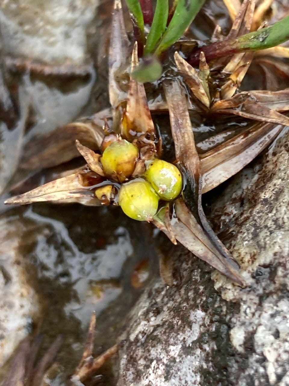 Phylloscirpus