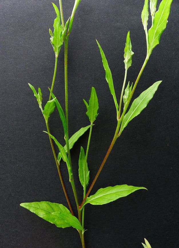 Enagra 27