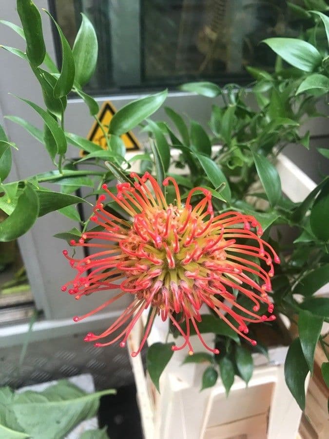 Leucospermum 16