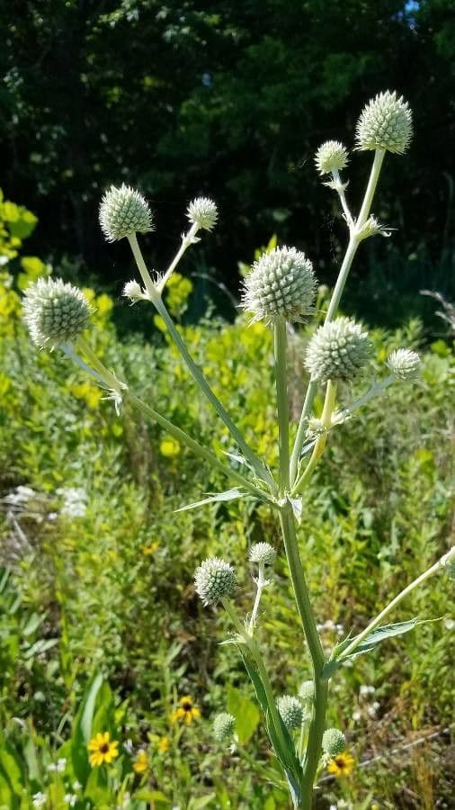 Yucca-Mannstreu 3