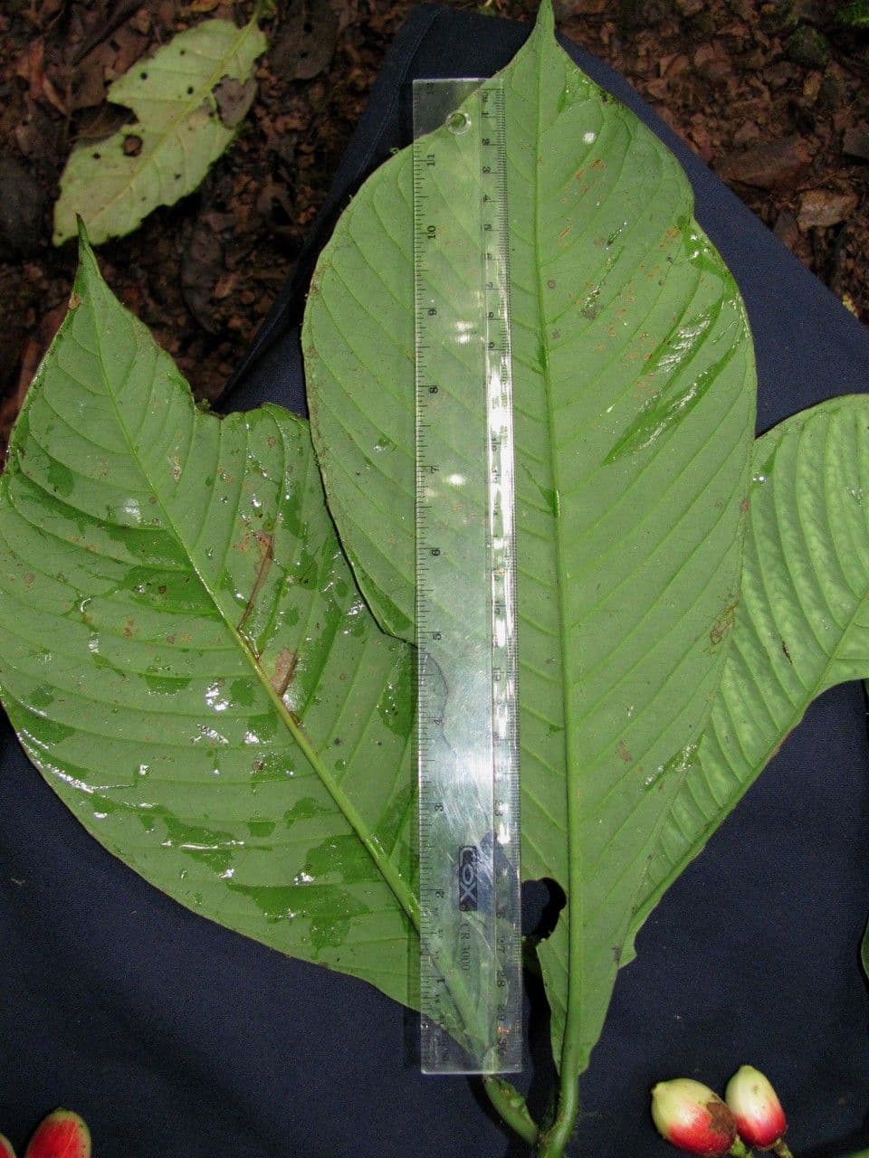 Chrysochlamys 6