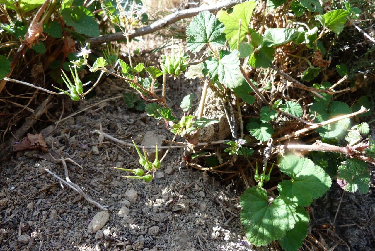 Pelargonium inodorum 9