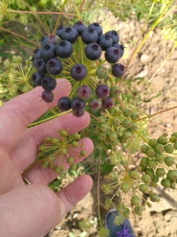 Aralia