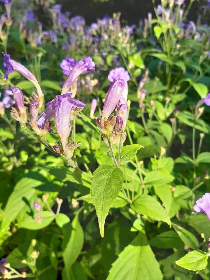 Strobilanthes