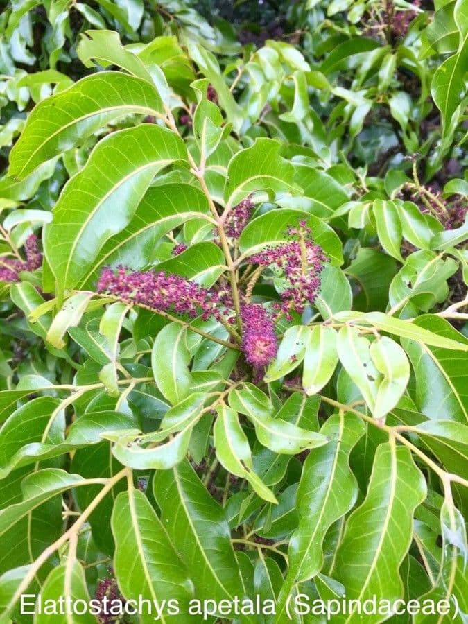 Elattostachys 8