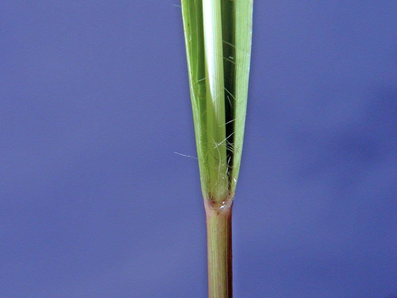 Eragrostis 7