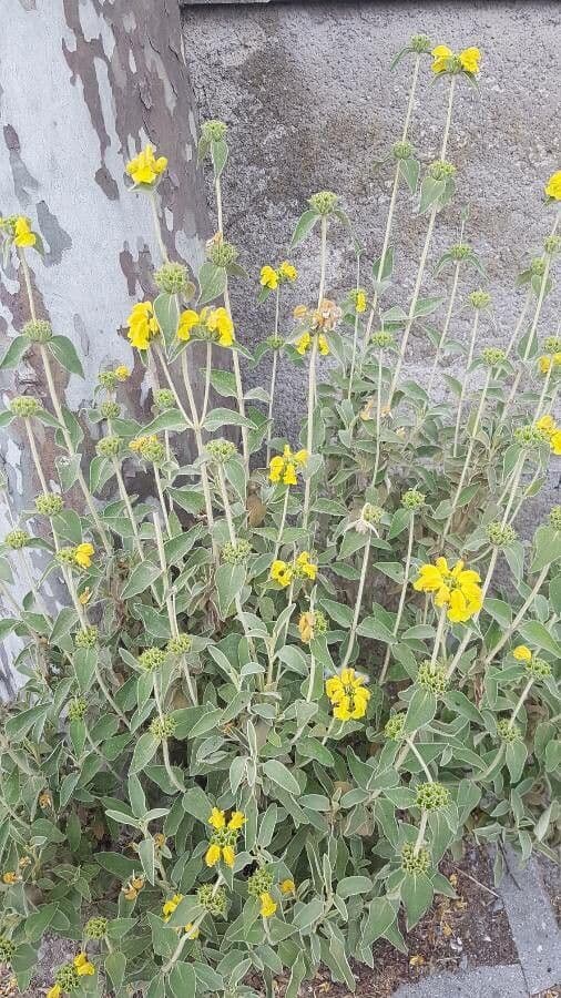 Phlomis 10