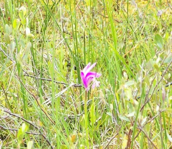 Arethusa bulbosa 9