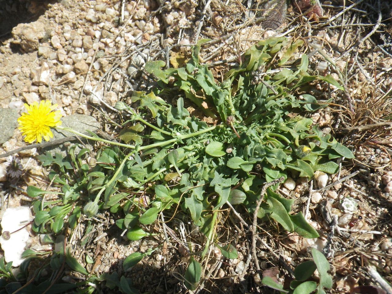 Crepis 10