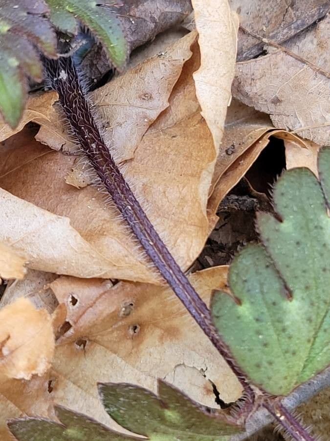 Ranunculus hispidus 16