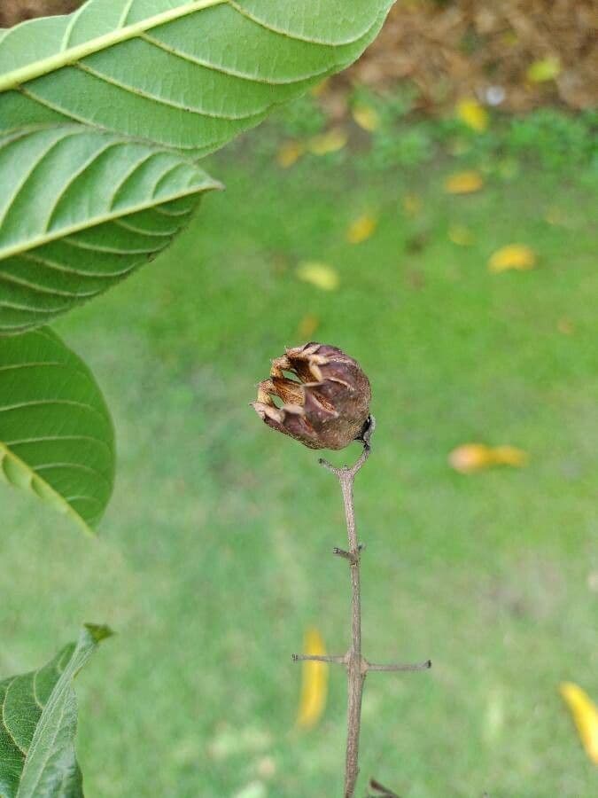 Physocalymma 2