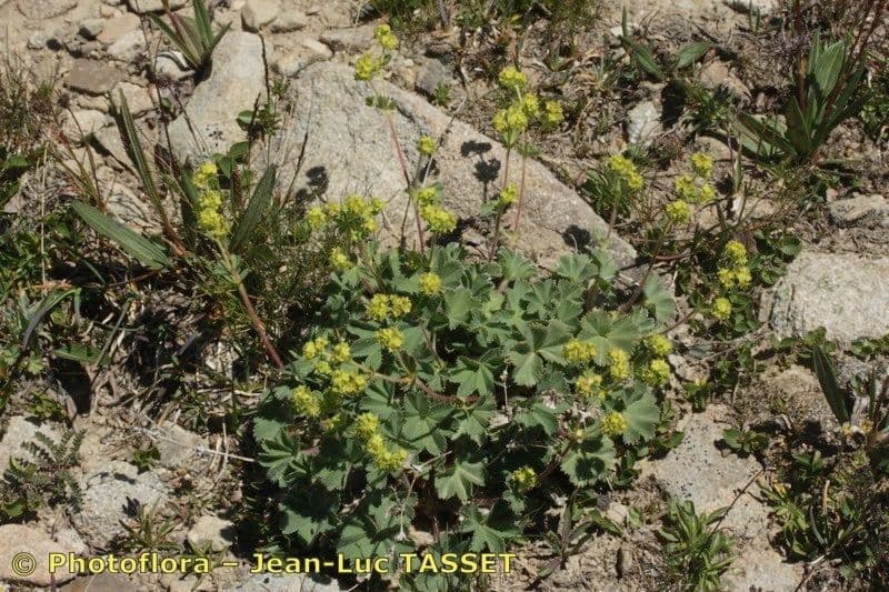 Alchemilla 3