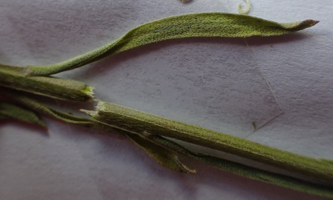 Tobołki 8