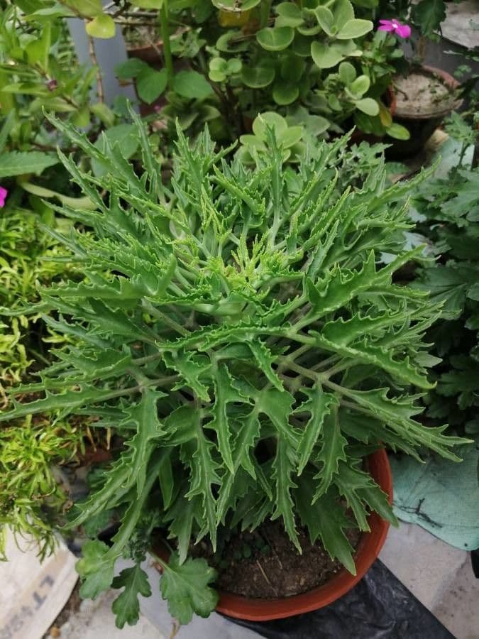 Kalanchoe 15