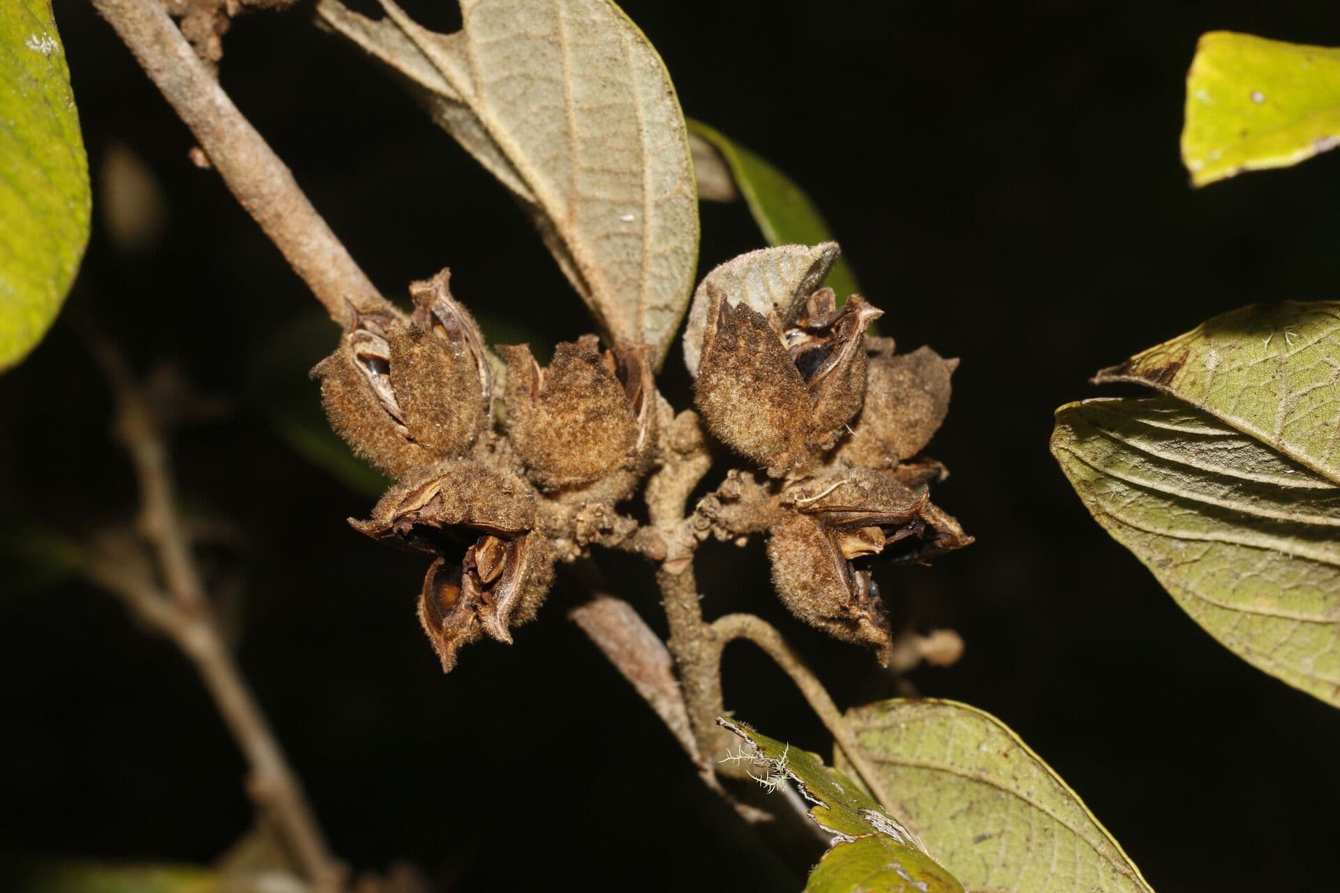 Molinadendron 3