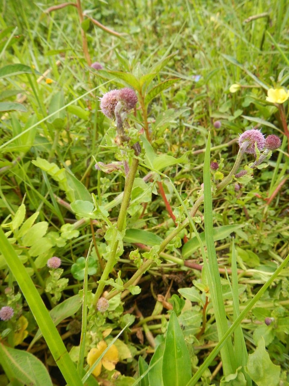Sphaeranthus steetzii 2