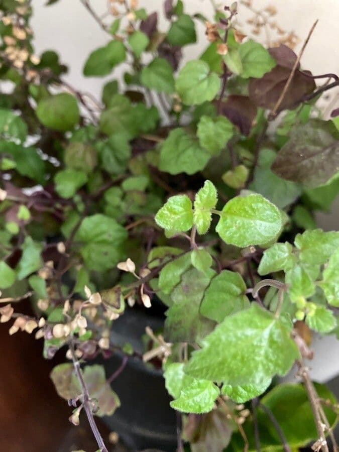 Scutellaria 20