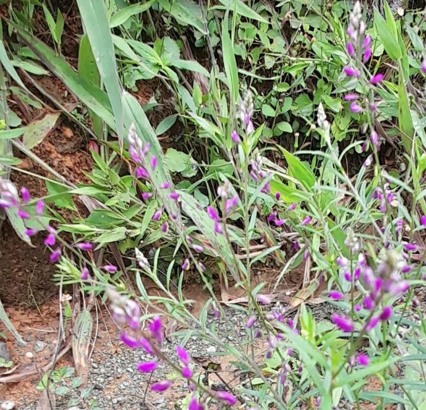 Poligala paniculata 3