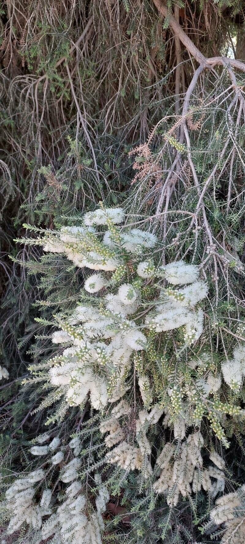 Melaleuca 6