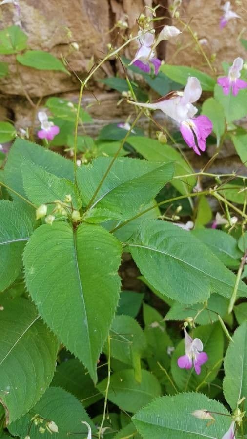 Kleines Springkraut 20