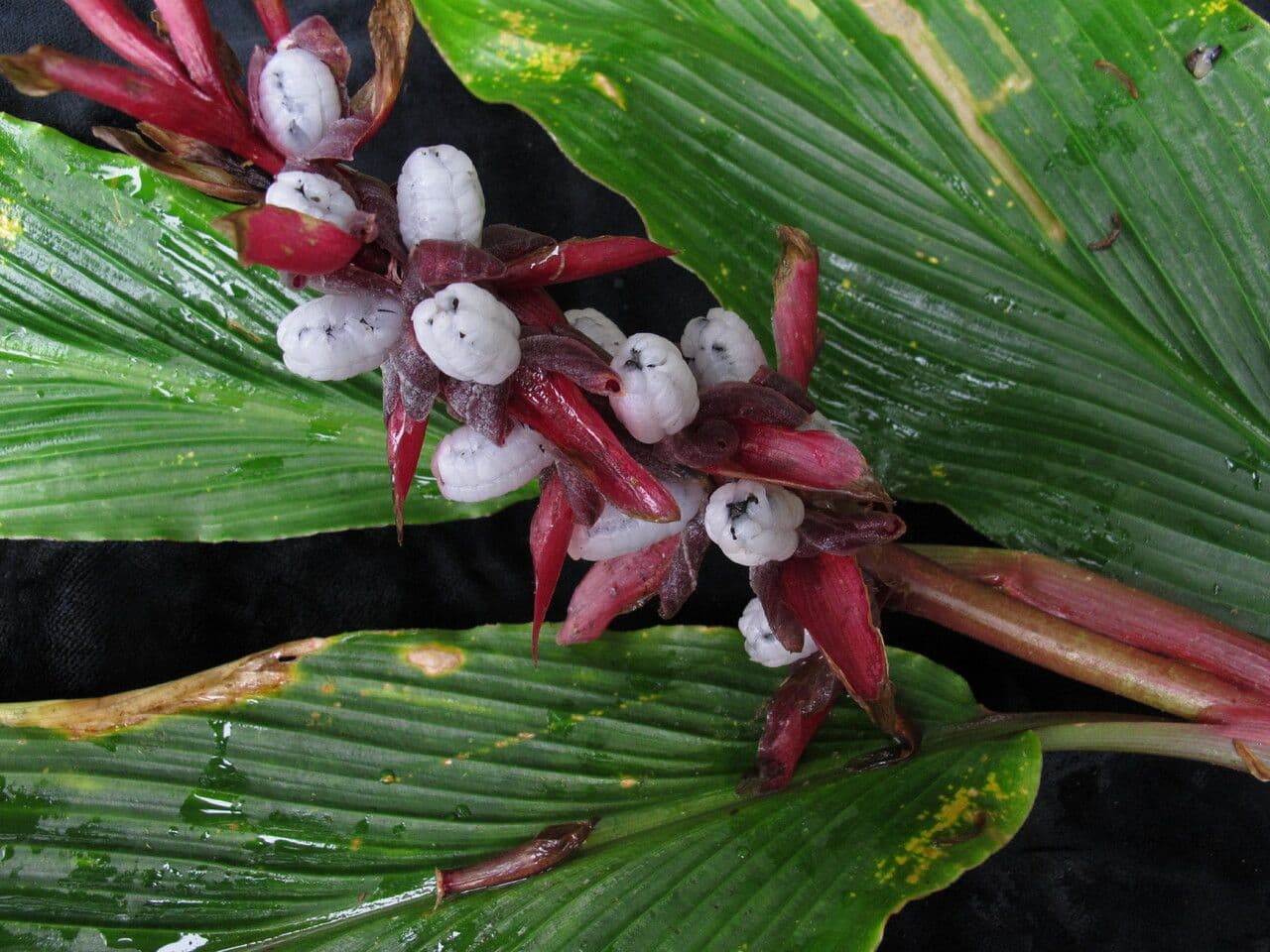 Cautleya 6