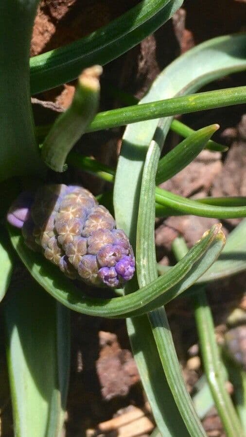 Muscari azzurro 29