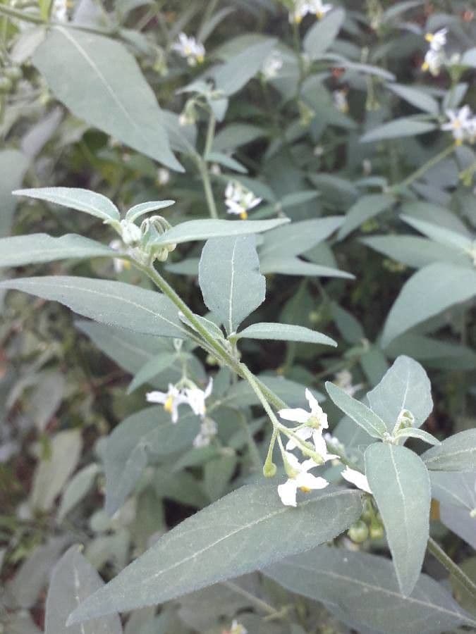 Solanum chenopodioides 8