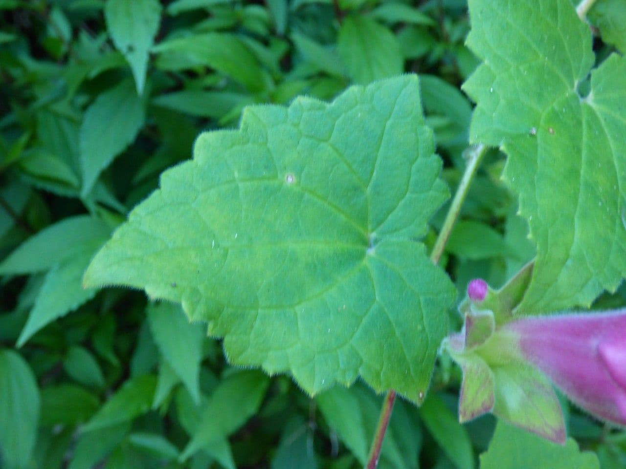Lophospermum 10