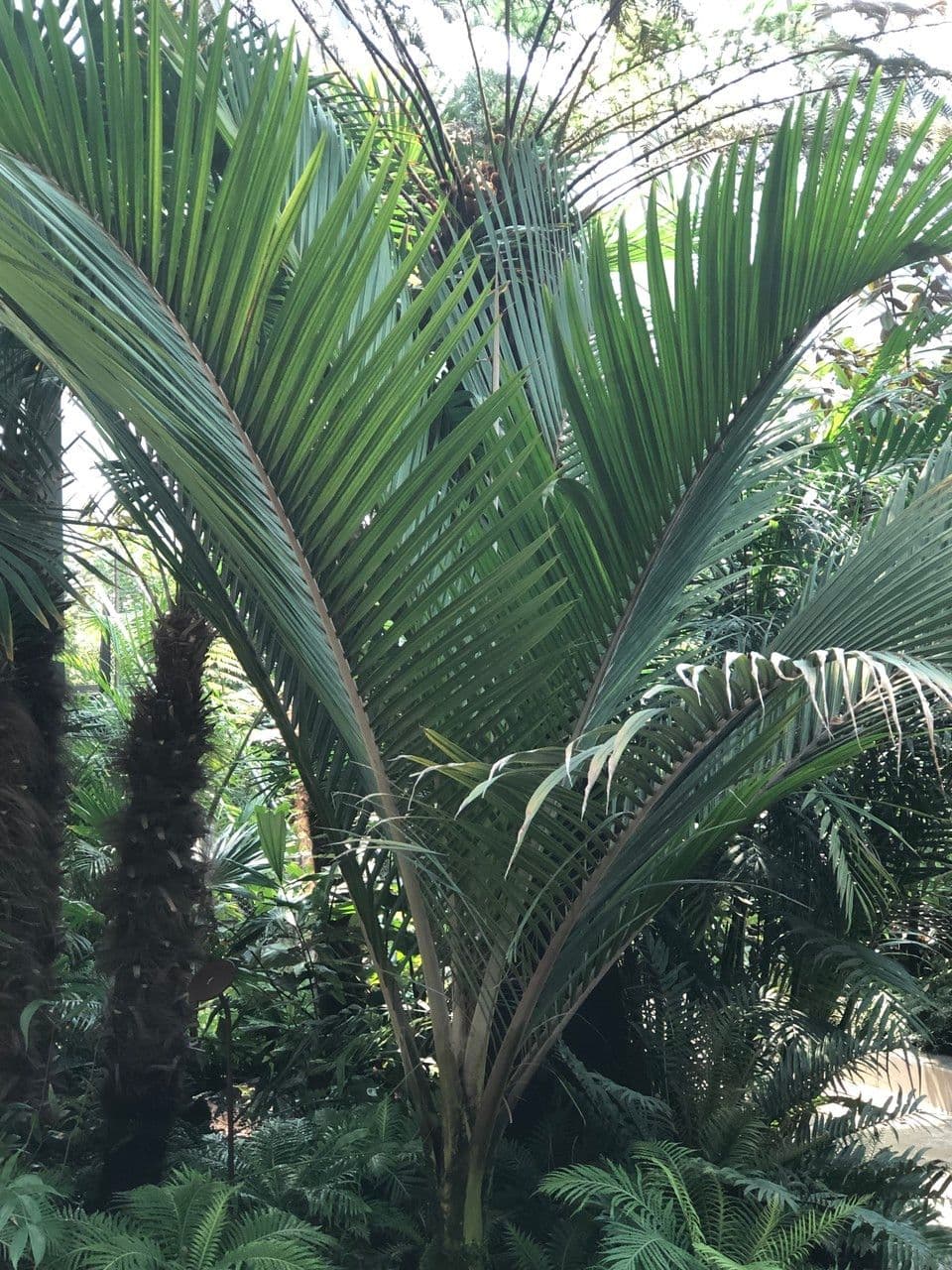 Palma Nikau 11