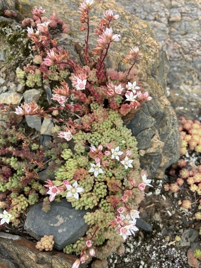 Sedum 8