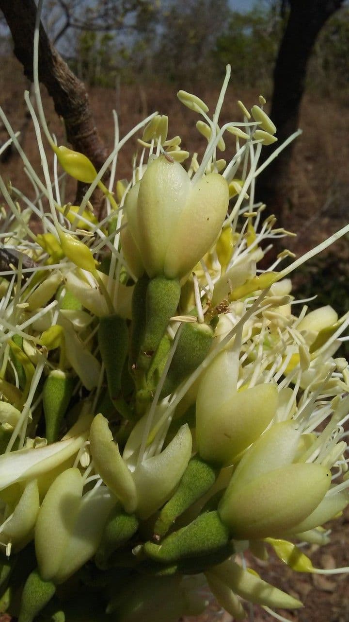 Daniellia 2