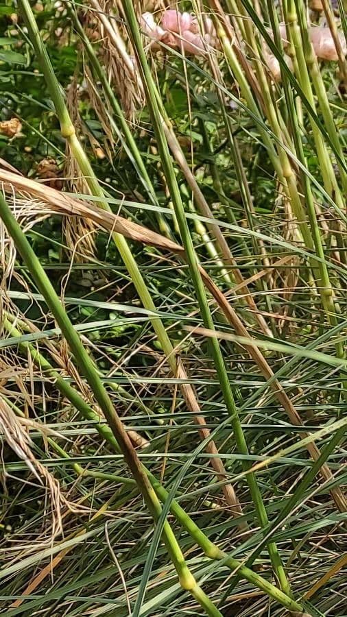 Stipa 15