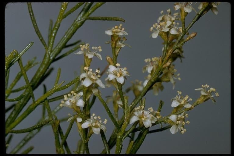 Adenostoma sparsifolium 3