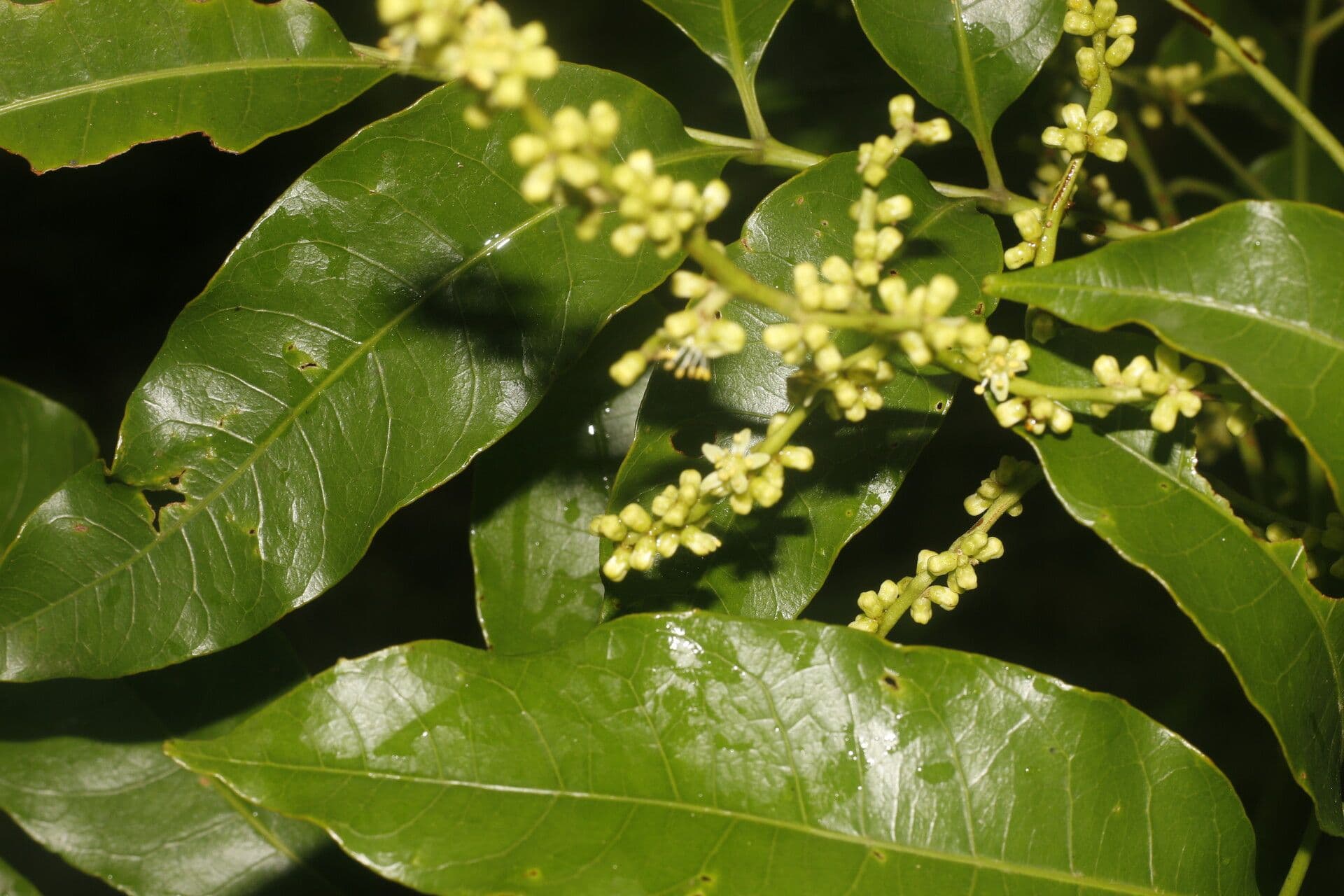 Tapirira 7