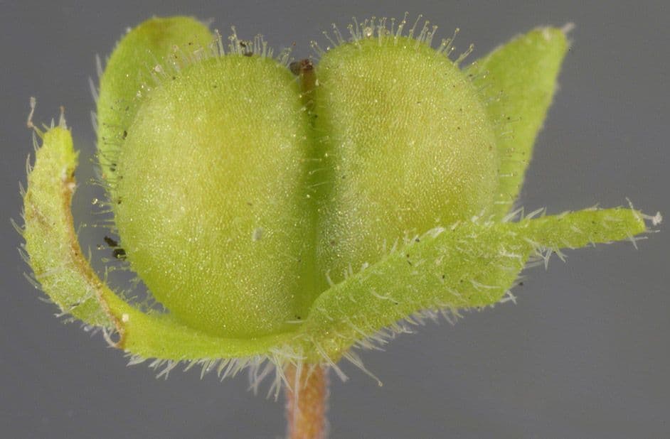 Veronica agreste