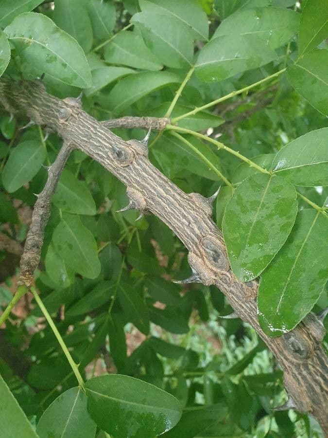 Zanthoxylum 3